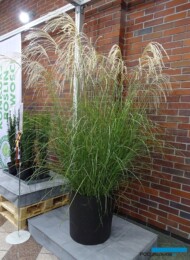 Miscanthus sinensis ‘Silver Charm’_zloty medal_Konkurs Roslinnych Nowości_ZielenToZycie 2023__fot. A-Cecot