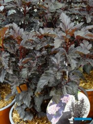 Physocarpus opulifolius PANTHER_medal_Konkurs Roslinnych Nowości_ZielenToZycie 2023__fot. A-Cecot