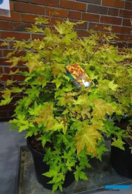 Acer truncatum ‘Volcano_zloty medal_Konkurs Roslinnych Nowości_ZielenToZycie 2023__fot. A-Cecot