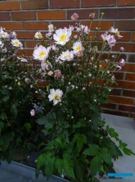 Anemone ‘Garden Breeze Pink Touch_Konkurs Roslinnych Nowości_ZielenToZycie 2023__fot. A-Cecot