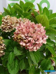 Hydrangea macrophylla PINKY BINDER_Konkurs Roslinnych Nowości_ZielenToZycie 2023__fot. A-Cecot