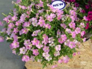 Petunia Itsy Light Pink_FlowerTrials-2023_SyngentaFlowers