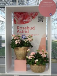 Pelargonium zonale Rosebud Astrid w kolekcji "naszych gwiazd"__FlowerTrials-2023_SyngentaFlowers