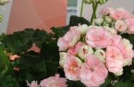 Pelargonium-zonale-RosebudAstrid_FlowerTrials-2023_SyngentaFlowers
