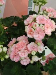 Pelargonium-zonale-Rosebud Astrid_FlowerTrials-2023_SyngentaFlowers