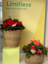 Begonia_Limitless_FlowerTrials-2023_SyngentaFlowers
