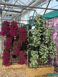 Magenta i Itsy White_FlowerTrials-2023_SyngentaFlowers