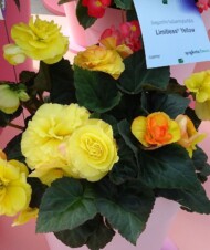 Begonia_LimitlessYellow_FlowerTrials-2023_SyngentaFlowers
