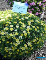 Calibrachoa Callie Double Light Yellow_FlowerTrials-2023_SyngentaFlowers