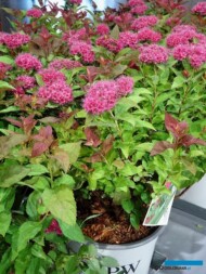 Spiraea japonica DOUBLE PLAY DOOZIE _Konkurs Roslinnych Nowości_ZielenToZycie 2023__fot. A-Cecot