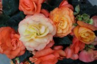 Begonia Limitless Sorbet_fot. Syngenta Flowers