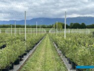 Uprawa borówki na skalę towarową w podłożu kokosowym