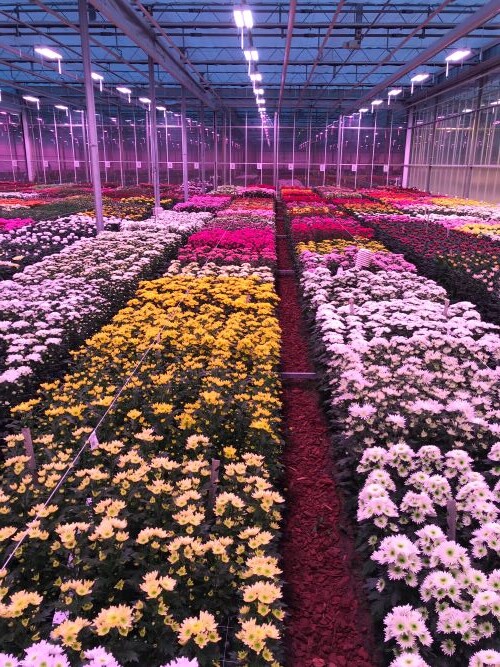 Uprawa chryzantem z doświetlaniem w holenderskiej firmie Deliflor (fot. Fluence)