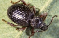 Opuchlak rudonogi