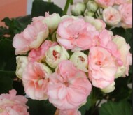 Pelargonium RosebudAstrid
