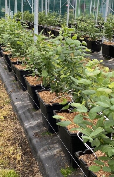 Pojemniki z borówką