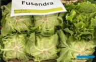 Fusandra