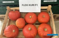 Flexi Kuri