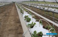 nowa plantacja truskawki