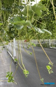 tipsy do produkcji sadzonek