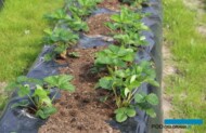 założona plantacja truskawki