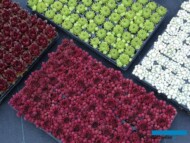 Rojniki_Sempervivum_w wielodoniczkach_Belgicactus-2023_fot. A-Cecot