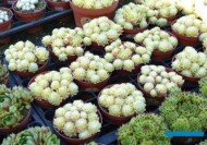 Sempervivum_Lemon Flare_Belgicactus 2023_fot. A-Cecot