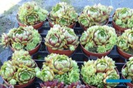 Sempervivum Ruby Lime (w czerwcu)_Belgicactus 2023_fot. A-Cecot