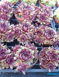Sempervivum_Blushing Garnet_Belgicactus 2023_fot. A-Cecot