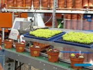 Rojniki_Sempervivum__Belgicactus-2023_fot. A-Cecot
