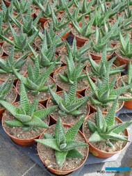 Haworthia_Belgicactus 2023_fot. A-Cecot