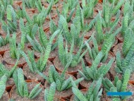 Gasteria_Belgicactus 2023_fot. A-Cecot