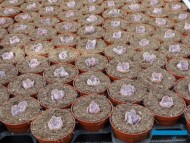 Produkcja_rozmnazanie eszewerii_Echeveria_ Ukorzenianie bezposrednio w doniczkach_Belgicactus 2023_fot. A-Cecot