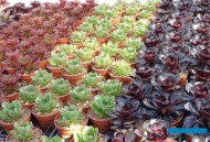 ×Semponium - odmiany Sienna, Diamond i Destiny_Belgicactus 2023_fot. A-Cecot