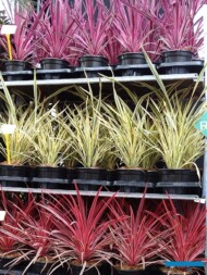 oferta szkółki Huverba BV - od góry: Cordyline australis 'Pink Passion', Phormium 'Golden Ray' i Cordyline austr. 'Red Star'_GrootGroenPlus-2023_fot. A-Cecot