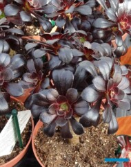 Aeonium arboreum ‘Nigrum_Belgicactus_fot. A-Cecot