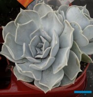 Echeveria lilacina_Belgicactus_fot. A-Cecot