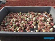 Początek produkcji rojników_Sempervivum (rozmnażanych wegetatywnie_Belgicactus_fot. A-Cecot