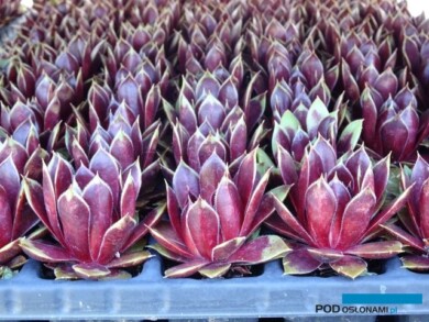 Belgicactus_SempervivumHayling_fot.-A-Cecot