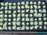 Rojniki_Sempervivum_w wielodoniczkach_Belgicactus_fot. A-Cecot_m
