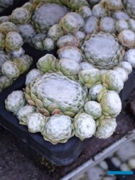 Sempervivum Arctic White_Belgicactus 2023_fot. A-Cecot