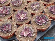 Echeveria nodulosa 'Maruba Benitsukasa_Belgicactus-2023__fot. A-Cecot