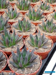 Echeveria affinis_Belgicactus 2023_fot. A-Cecot