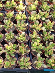 Crassula ovata 'Red Egde_Belgicactus 2023_fot. A-Cecot