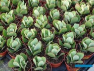Crassula ‘Blue Bird_Belgicactus 2023_fot. A-Cecot