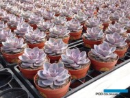 Echeveria ‘Perle von Nurnberg_Belgicactus 2023_fot. A-Cecot