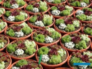 Rojniki_Sempervivum_mixy_Belgicactus-2023_fot. A-Cecot