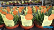 Aloe__marka FabulousFatFriend_Belgicactus-2023_fot. A-Cecot