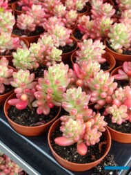 Sedum rubrotinctum ‘Rosea_Belgicactus 2023_fot. A-Cecot