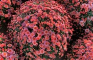 Jedna z nowych drobnokwiatowych odmian chryzantemy, jakie trafią na międzynarodowy rynek w kolejnym sezonie (tu: Essi Flamingo Pink), fot. Gediflora